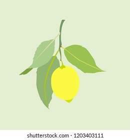 Lemon fruit with leaves isolated on light green background. Fresh citrus. Vector flat illustration. 