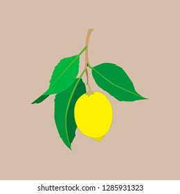 Lemon fruit with leaves isolated on light background. Fresh citrus. Vector flat illustration. 