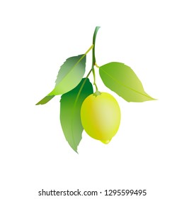 Lemon fruit with leaves isolated on white background. Fresh citrus. Vector illustration.