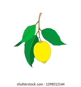 Lemon fruit with leaves isolated on white  background. Fresh citrus. Vector flat illustration. 
