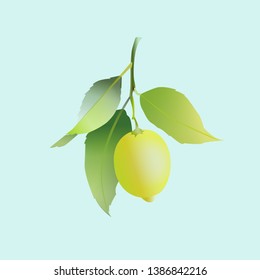 Lemon fruit with leaves isolated on light blue background. Fresh citrus. Vector illustration.