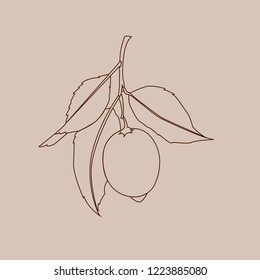 Lemon fruit with leaves. Line drawing isolated on beige background. Fresh citrus. Vector illustration. 