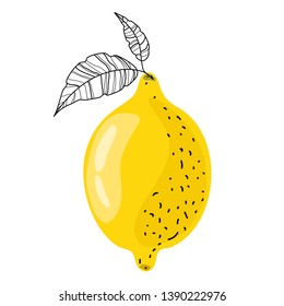 Lemon fruit with leaves on a white background. Vector illustration.