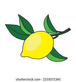 Lemon fruit with leaves vector image