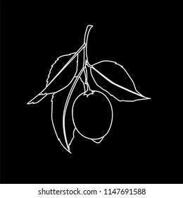 Lemon fruit with leaves. White line drawing isolated on black background. Fresh citrus. Vector illustration. 