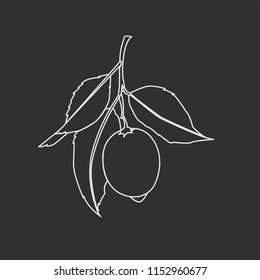 Lemon fruit with leaves. White line drawing isolated on dark gray background. Fresh citrus. Vector illustration. Chalkboard imitation.