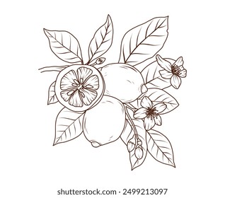 Lemon fruit line art. Slice of citrus orange branch sketch. Hand drawn limes doodle. Vector illustration in black outline style