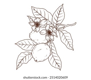 Línea de fruta de limón arte. Rebanada de naranja cítrico rama boceto. Garabato de limas dibujado a mano. Ilustración vectorial en estilo de contorno negro