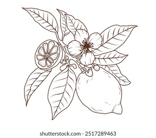 Línea de fruta de limón arte. Rebanada de naranja cítrico rama boceto. Garabato de limas dibujado a mano. Ilustración de contorno negro de Vector