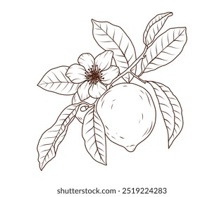 Lemon fruit line art. Slice of citrus orange branch sketch. Hand drawn lime doodle. Vector illustration in black outline style