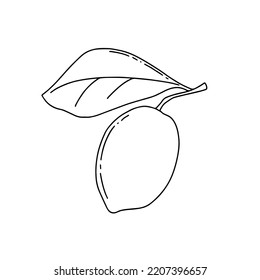 Lemon fruit  linear icon vector illustration