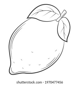 lemon, fruit in a linear style. Black and white vector decorative element, drawn by hand.