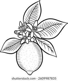 Lemon fruit on a branch with leaves and flowers vector illustration in sketch style. Hand drawn line art of blooming citrus twig on isolated background. Shaded image for packaging and design.