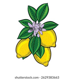 Lemon fruit on a branch with leaves and flowers vector colored illustration in sketch style. Hand drawn line art of blooming citrus branch on isolated background. Shaded image for packaging and design