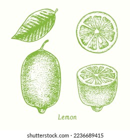 Lemon fruit set, collection, leaf, whole fruit, half and cut slice. Ink doodle drawing in woodcut style