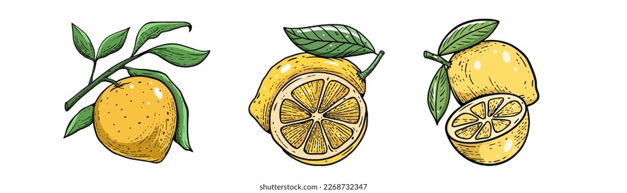 Lemon fruit set outline hand drawn colorful sketch style vector illustration