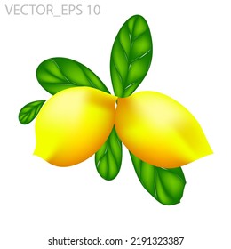 lemon fruit with several leaves, 3d vector isolated on white background suitable for animation and illustration design