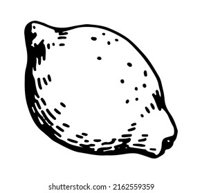 Lemon fruit sketch clipart. Citrus exotic fruit doodle isolated on white. Hand drawn vector illustration in engraving style.