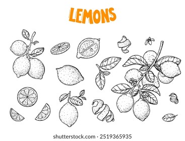 Zitronenfrucht-Skizzensammlung. Handgezeichnete Vektorgrafik. Design, Paket, Broschüre Illustration. Illustration Zitronenfrucht. Gestaltungselemente für Verpackungsdesign und andere.	