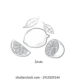 Lemon fruit sketch vector illustration. Hand drawn lemon sketch isolated on white background.