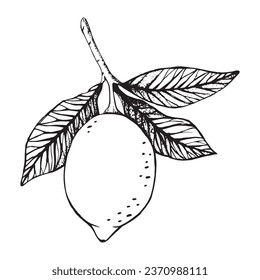Lemon fruit summer tasty fresh tree graphic line black sketch icon citrus summer leaves sour fruit food healthy natural juicy raw antioxidant symbol beauty print poster card postcard fresh diet art