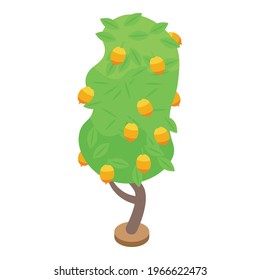 Lemon fruit tree icon. Isometric of Lemon fruit tree vector icon for web design isolated on white background