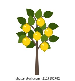 Lemon fruit tree. Vector illustration of tropical plant.