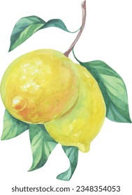 Cubierta vectorial de ramas de fruta de limón. Deliciosa y jugosa ilustración de limón. Frutas de verano, follaje, rama. Ilustración de Italia