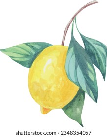 Lemon fruit twig vector watercolor. Delicious juicy lemon illustration. Summer fruits, foliage, branch. Italy illustration