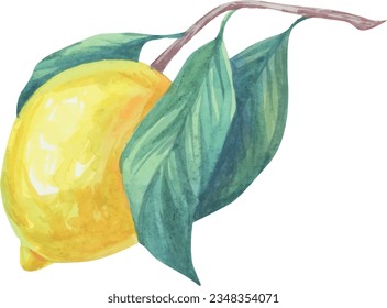 Cubierta vectorial de ramas de fruta de limón. Deliciosa y jugosa ilustración de limón. Frutas de verano, follaje, rama. Ilustración de Italia