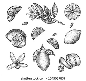 
Lemon fruit. Vector illustration. Lemon branch. Zest. Eps. Set