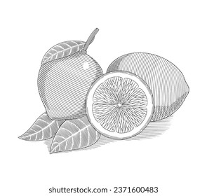  Lemon fruit, whole and slice piece half and leafs, vintage engraving drawing style vector illustration