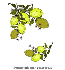 Lemon Fruits Frame for congratulations. Vector illustration.