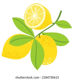 Lemon fruits and a half on a branch with leaves. Vector clipart.