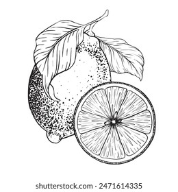 Lemon fruits on branch, Slice of Lemon and leaves. Hand drawn Sketch vector illustration. Black ink outline of citrus. Isolated on white background. Design for menu, package, cosmetic, textile