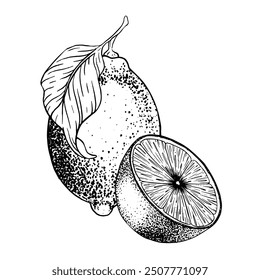Lemon fruits on branch, Slice of Lemon and leaves. Hand drawn Sketch vector illustration. Black ink