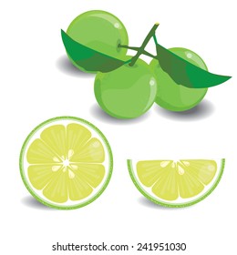 Lemon fruits vector illustration on white