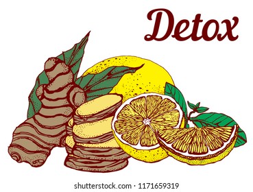 lemon and ginger, detox, hand drawing vector illustration on white background