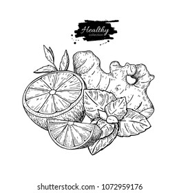 Lemon, ginger and mint vector drawing. Root, hearb leaf and fruit slice sketch. Engraved illustration with tea or lemonade ingredient, alternative medicine, flu treatment. Label,  packaging design.