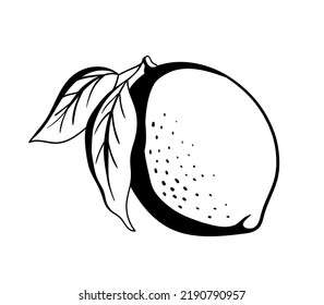 Lemon glyph icon. Vector monochrome Illustration isolated on white. Citrus fruit with leaves