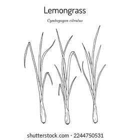 Lemon grass (Cymbopogon citratus), edible and medicinal plant. Hand drawn botanical vector illustration