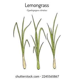 Lemon grass (Cymbopogon citratus), edible and medicinal plant. Hand drawn botanical vector illustration