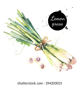 Lemon grass. Hand drawn watercolor painting on white background. Vector illustration