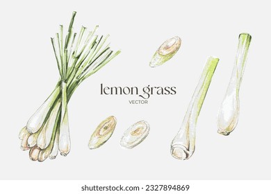 lemon grass illustration,Hand draw watercolor set,illustration for education,
herbs and health,biology