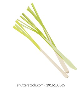 Lemon grass vector stock illustration close-up. Citronella for tea and medicine. Asian cooking. Green bunches, leek feathers. Isolated on a white background.