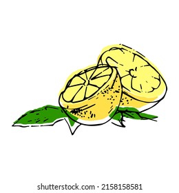 Lemon. Great design for any purposes. Line art. Vintage card for decorative design. Vector hand drawing. Line drawing. Natural template design. Isolated vector.
