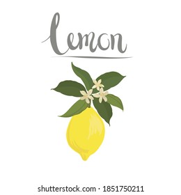 Lemon with green leaves and typography on white background. Botanical vector illustration for package design. Exotic fruit.