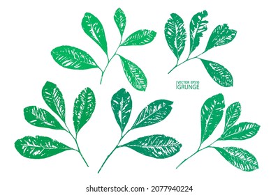Lemon grunge leaves set. Citrus plant foliage. Tropical flora. Exotic leaf. Lemon, lime, orange leaves collection.