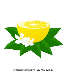 Lemon half with green leaf and lemon flowers.For posters, logos, labels, banners, stickers, product packaging design, etc. Vector illustration.