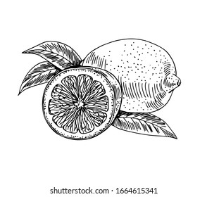 Lemon with half and leaves in line art style.